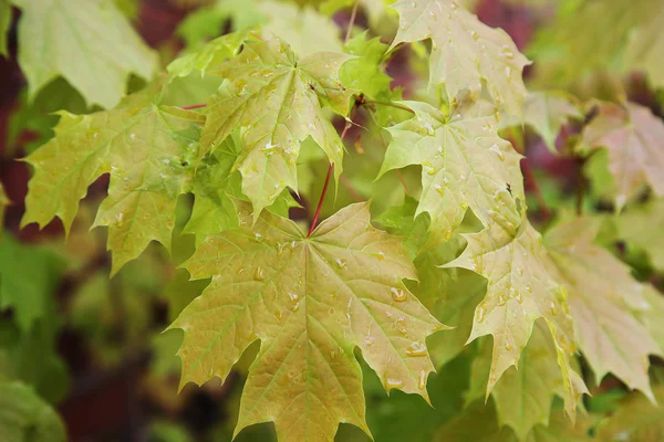 Young maple leaves on the branch — Stock Photo, Image