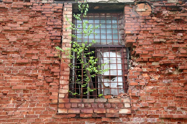 Abandoned building from red brick: on window  grow birch — Stock Photo, Image