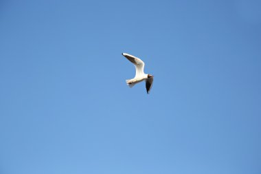 Mavi gökyüzü uçan martı