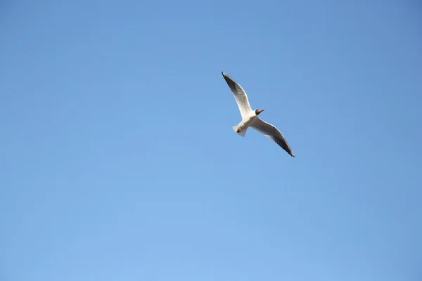 Seagull vliegen blauwe hemel — Stockfoto