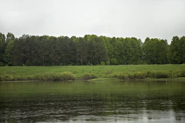 Floresta verde perto da margem do rio — Fotografia de Stock