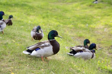 Ördekler yeşil çimenlerin üzerinde yürüyüş.