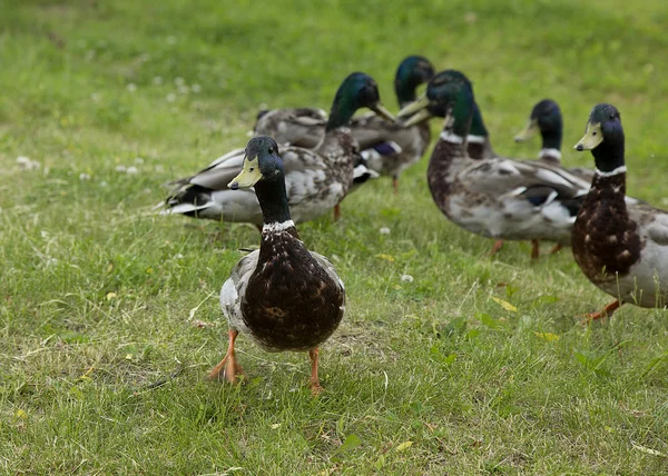 Walking ducks on the green grass. — Stock Photo, Image