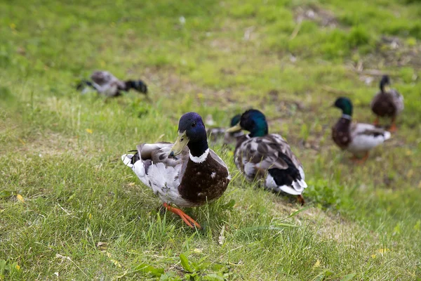 Walking ducks on the green grass. — Stock Photo, Image