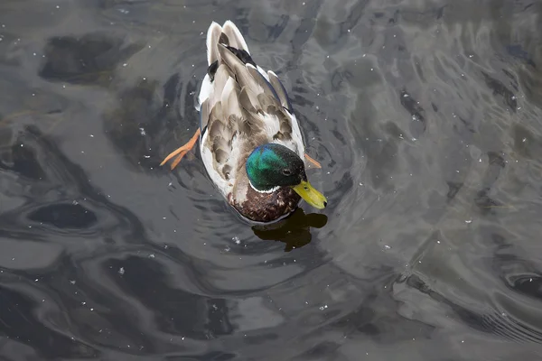 Wild duck swimming in water — Stock Photo, Image