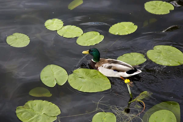 Wild duck swimming in water — Stock Photo, Image