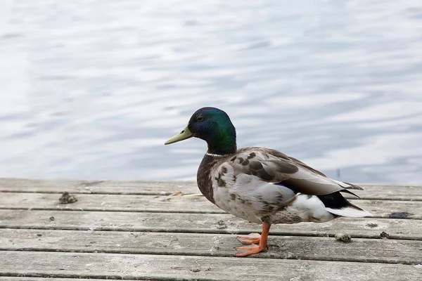 Duck staying on the pier — Stock Photo, Image
