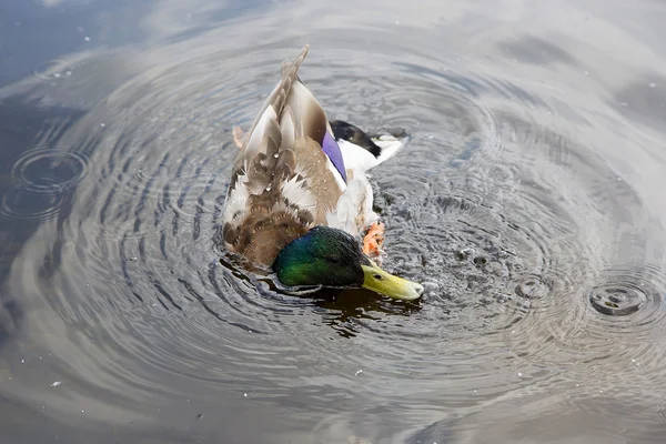 Wild duck swimming in water — Stock Photo, Image