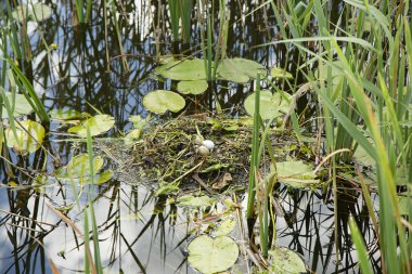 ördek yumurta çim ile iç içe