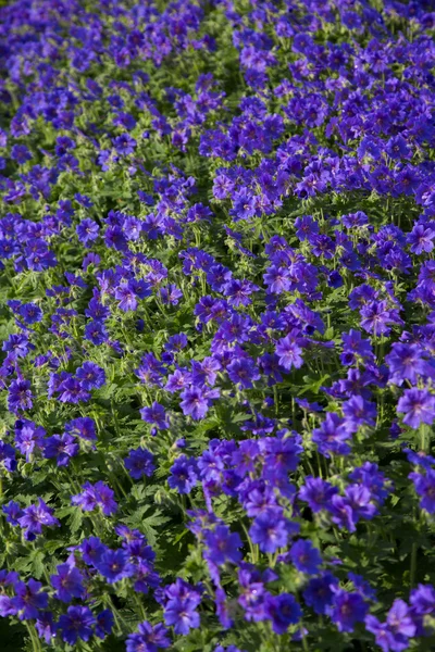 Flores violetas — Foto de Stock