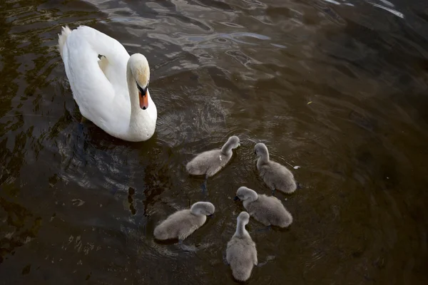 Swimming family of swans: — Stock Photo, Image