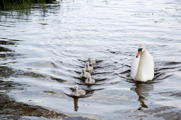 Swimming family of swans: — Stock Photo, Image