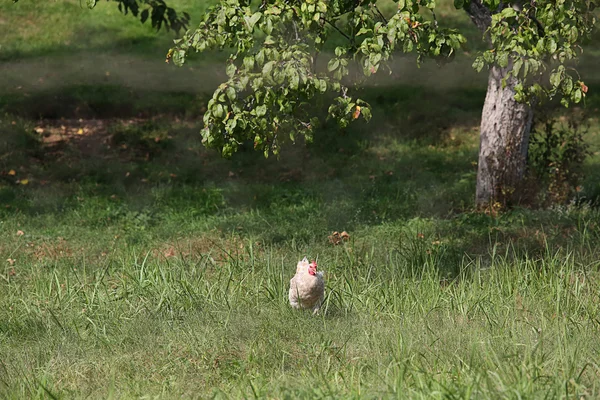 Курица гуляет одна в саду — стоковое фото