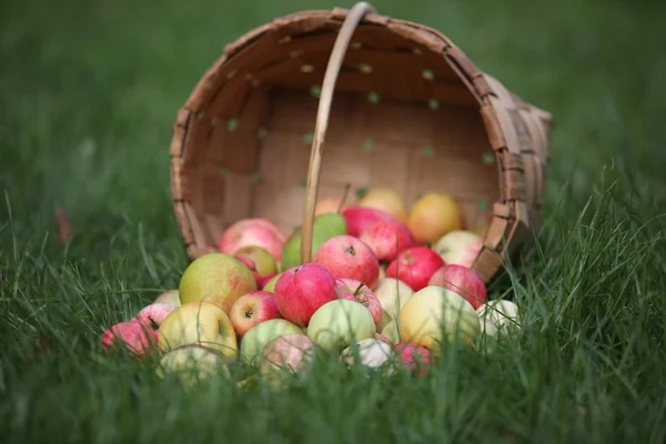 Apples and pears in basket in summer grass — Stockfoto