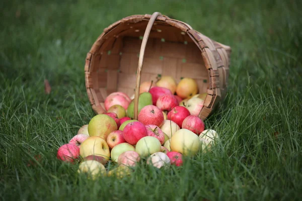 Яблоки и груши в корзине на летней траве — стоковое фото