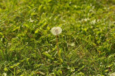 Beyaz karahindiba, güneşli bir tarlada tohumlara ayrıldı. Doğaya ve bitkilere yakın bir yerde.