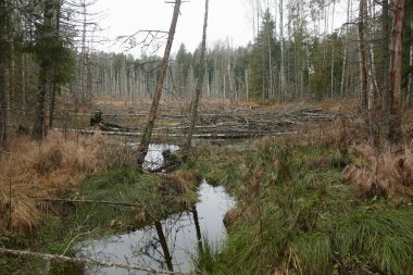 Bir ormanın ortasında bataklığa akan bir akarsu, devrilmiş ağaçlar ve doğal doğa, sonbahar manzarası.