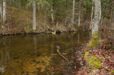 Çam ağaçları, sakin ve doğal manzarayla kaplı kumlu dibi olan orman deresi.