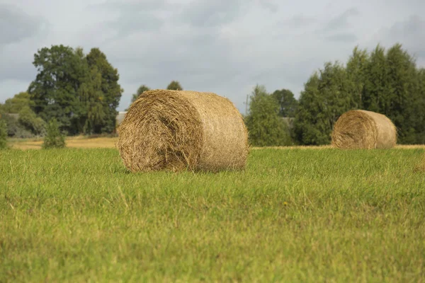 Haystacks on the field — Stock Photo, Image