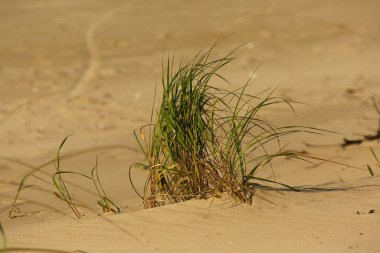 Kumun arasında büyüyen otlar, kumlu bir arazide esnekliğin ve doğal yaşamın sembolü.