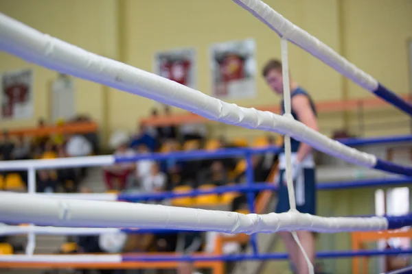 Boxer no canto azul — Fotografia de Stock