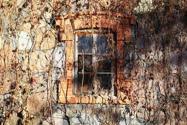 Finestra di una vecchia casa piante invaso — Foto Stock