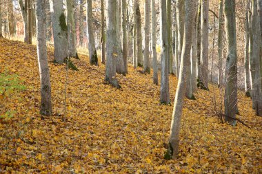 Sarı yapraklı sonbahar parkı