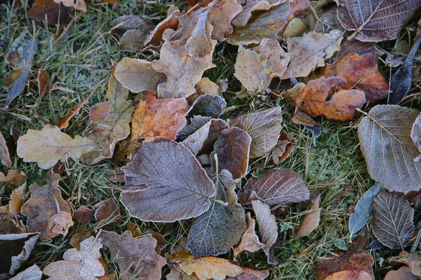 Frosted brown leaves — Stock Photo, Image