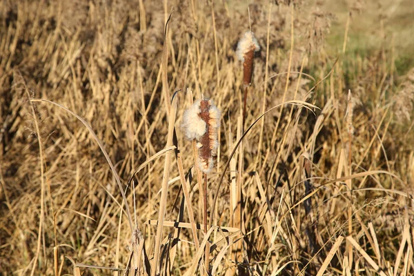 Stjälkarna av reed mace — Stockfoto