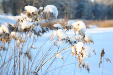 Reed kar arka plan üzerinde