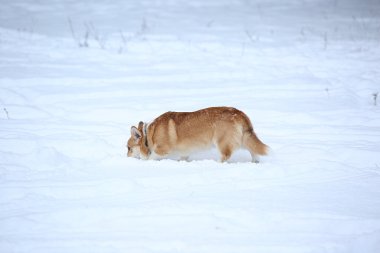 Oynarken Galce Corgi köpek doğurmak