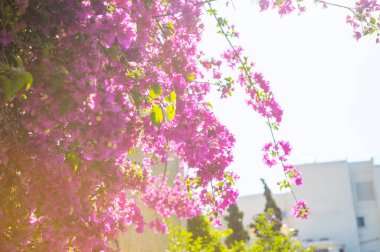 Bahçedeki güzel pembe çiçekler