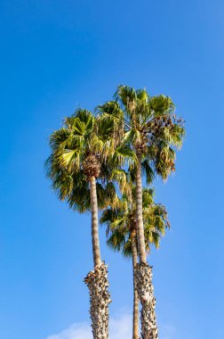 Mavi gökyüzü arka planında hindistan cevizi palmiyeleri