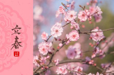 İlkbaharda kiraz çiçeği