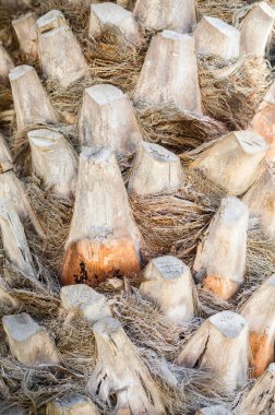 close up of a pile of dry tree trunks