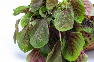 Beyaz arkaplanda taze yeşil fesleğen yaprakları