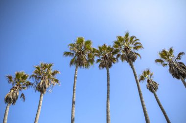 Mavi gökyüzü arka planında hindistan cevizi palmiyeleri