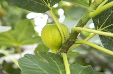 yeşil olgunlaşmamış incir meyvesi ağaçta