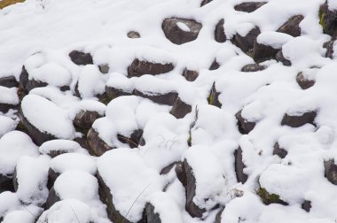 snow covered roots in the forest