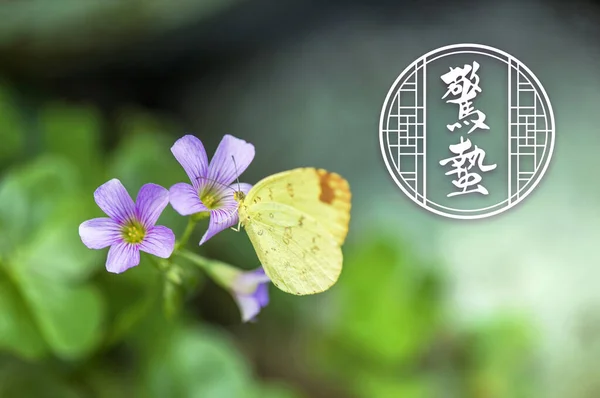 Mooi Botanisch Schot Natuurlijk Behang Vlinder Bloemen — Stockfoto