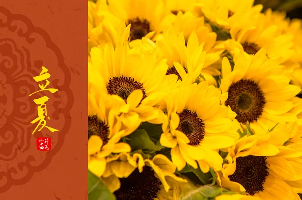 Zonnebloemen Zonnebloemenveld Gele Achtergrond Met Kopieerruimte Voor Tekst — Stockfoto