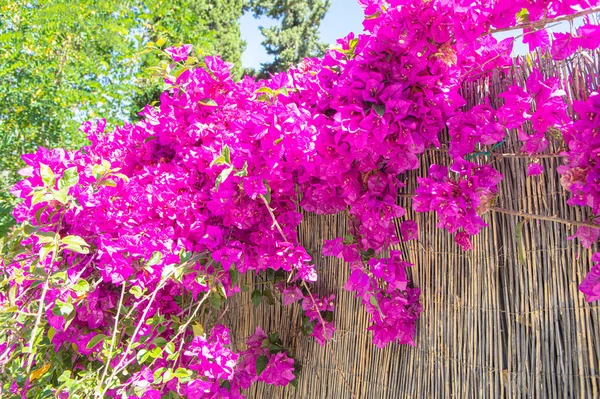 Beautiful Pink Flowers Bamboo Fence — стоковое фото