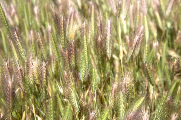 Green Wheat Ears Field Flora Nature — 스톡 사진