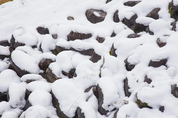 Snow Covered Roots Forest — Stockfoto