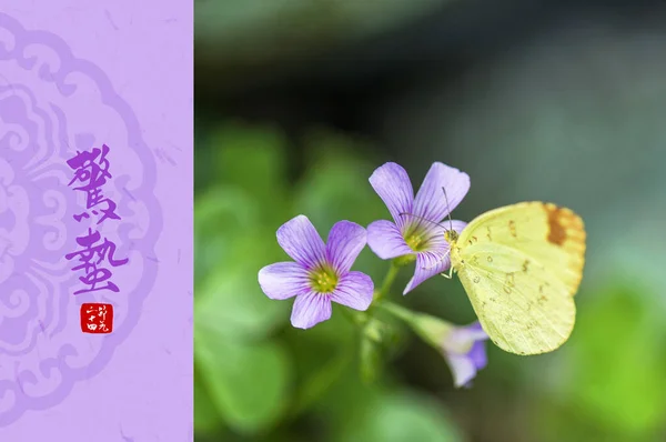 Mooi Botanisch Schot Natuurlijk Behang Vlinder Bloemen — Stockfoto