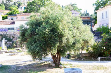 tree on street of small chinese town