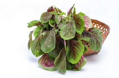 Beyaz arkaplanda taze yeşil fesleğen yaprakları