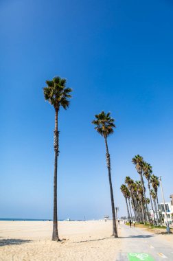 Sahilde palmiye ağaçları