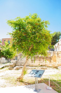 scenic shot of green tree on street of old town in Greece