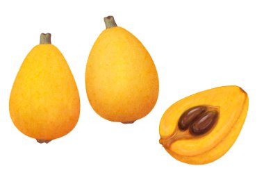 loquat (Eriobotrya japonica) isolated on white background, illustration